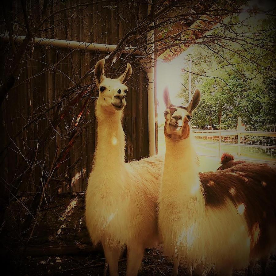 The Llama Farm France Saint-Cyr-Les-Champagnes Zewnętrze zdjęcie