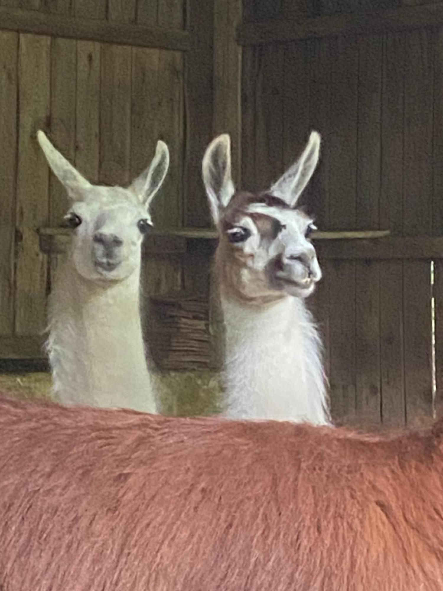 The Llama Farm France Saint-Cyr-Les-Champagnes Zewnętrze zdjęcie