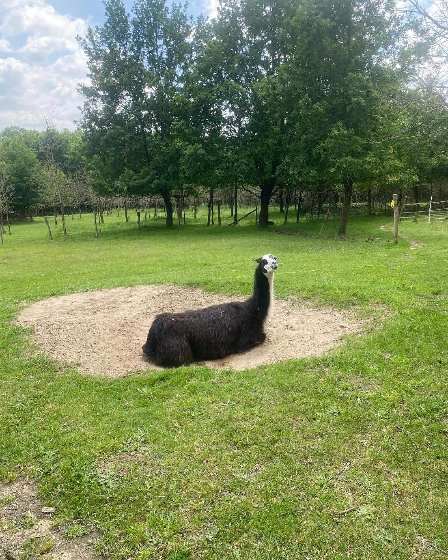 The Llama Farm France Saint-Cyr-Les-Champagnes Zewnętrze zdjęcie