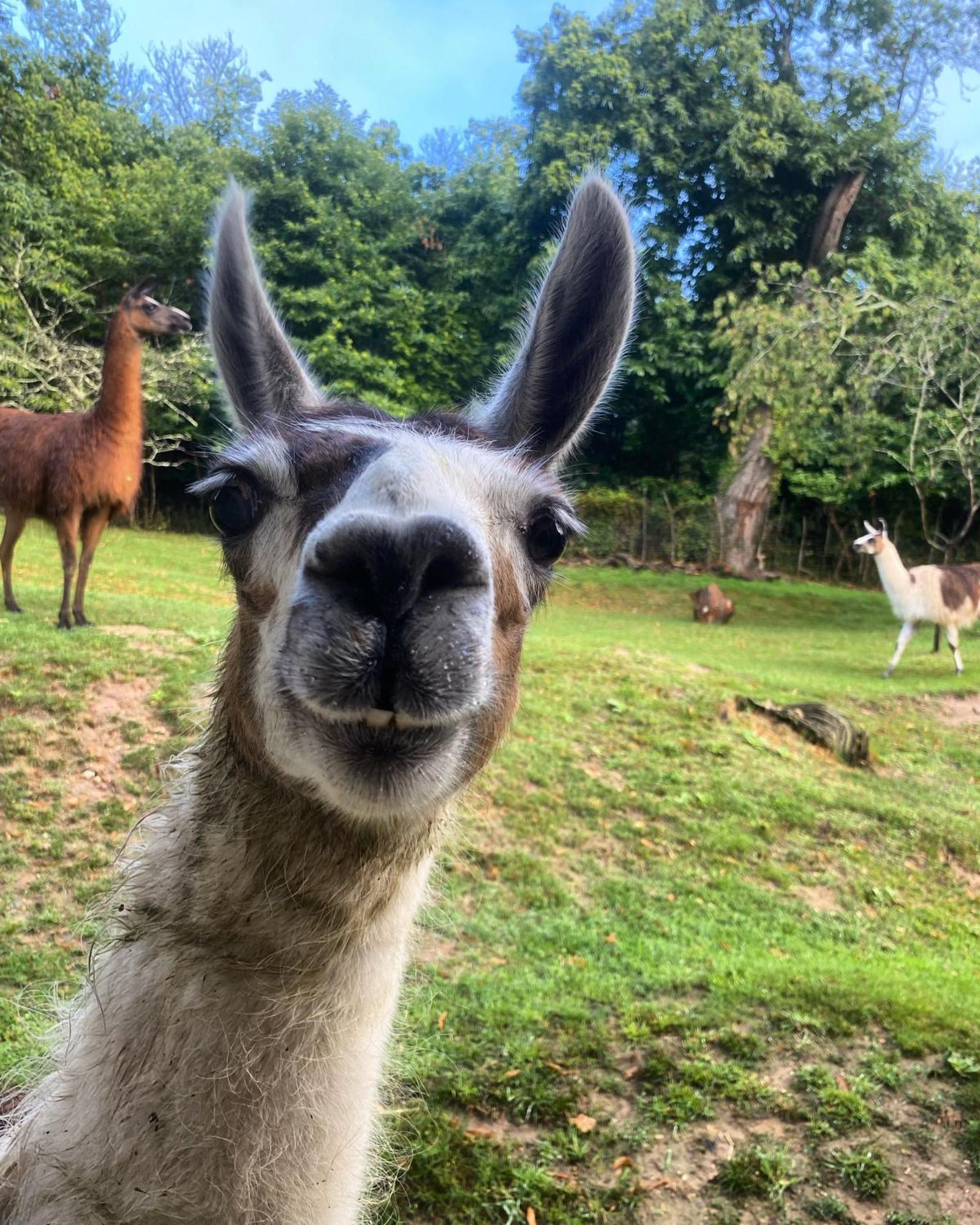 The Llama Farm France Saint-Cyr-Les-Champagnes Zewnętrze zdjęcie