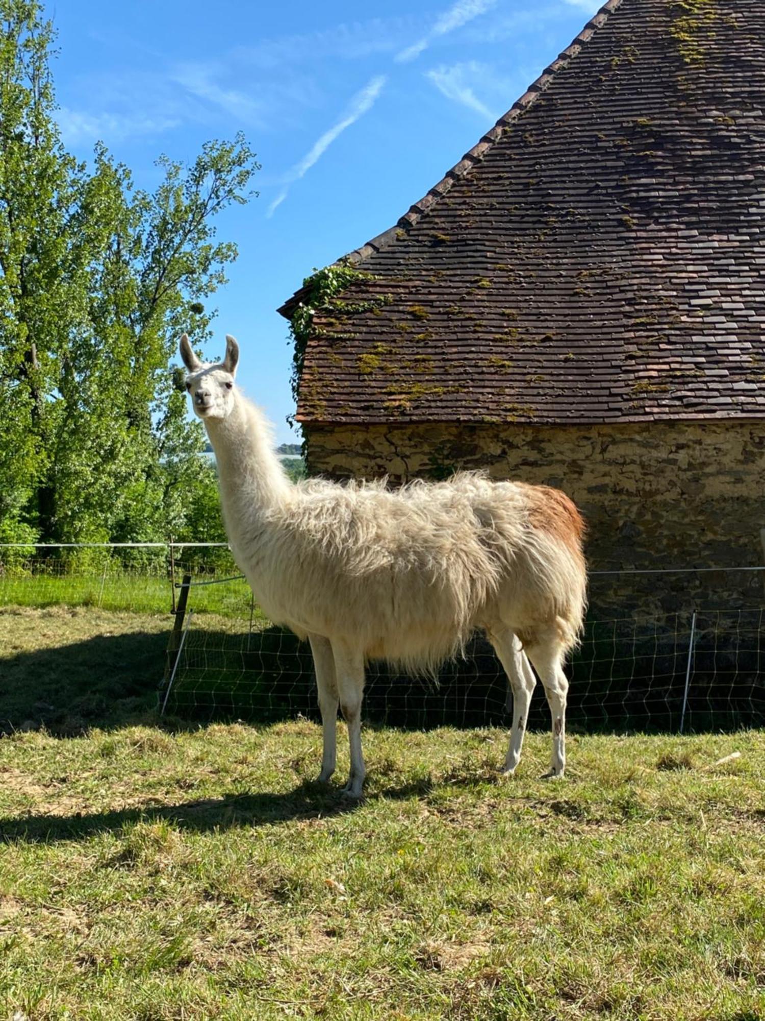 The Llama Farm France Saint-Cyr-Les-Champagnes Zewnętrze zdjęcie