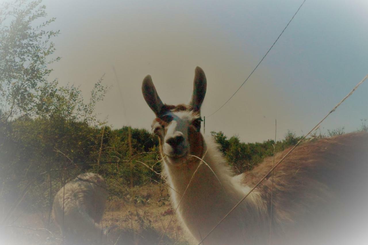 The Llama Farm France Saint-Cyr-Les-Champagnes Zewnętrze zdjęcie