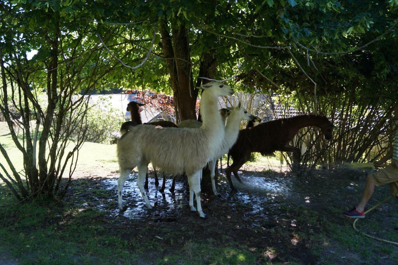The Llama Farm France Saint-Cyr-Les-Champagnes Zewnętrze zdjęcie