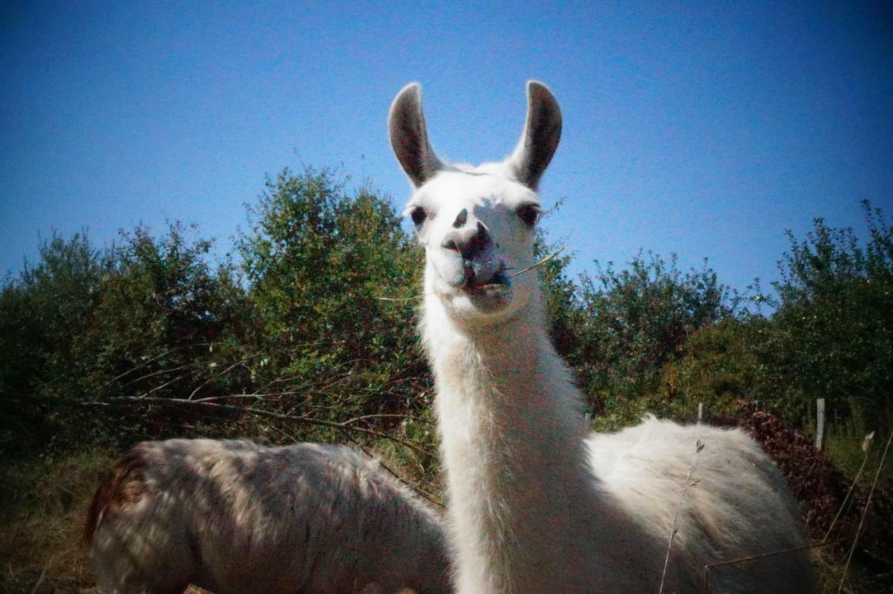 The Llama Farm France Saint-Cyr-Les-Champagnes Zewnętrze zdjęcie