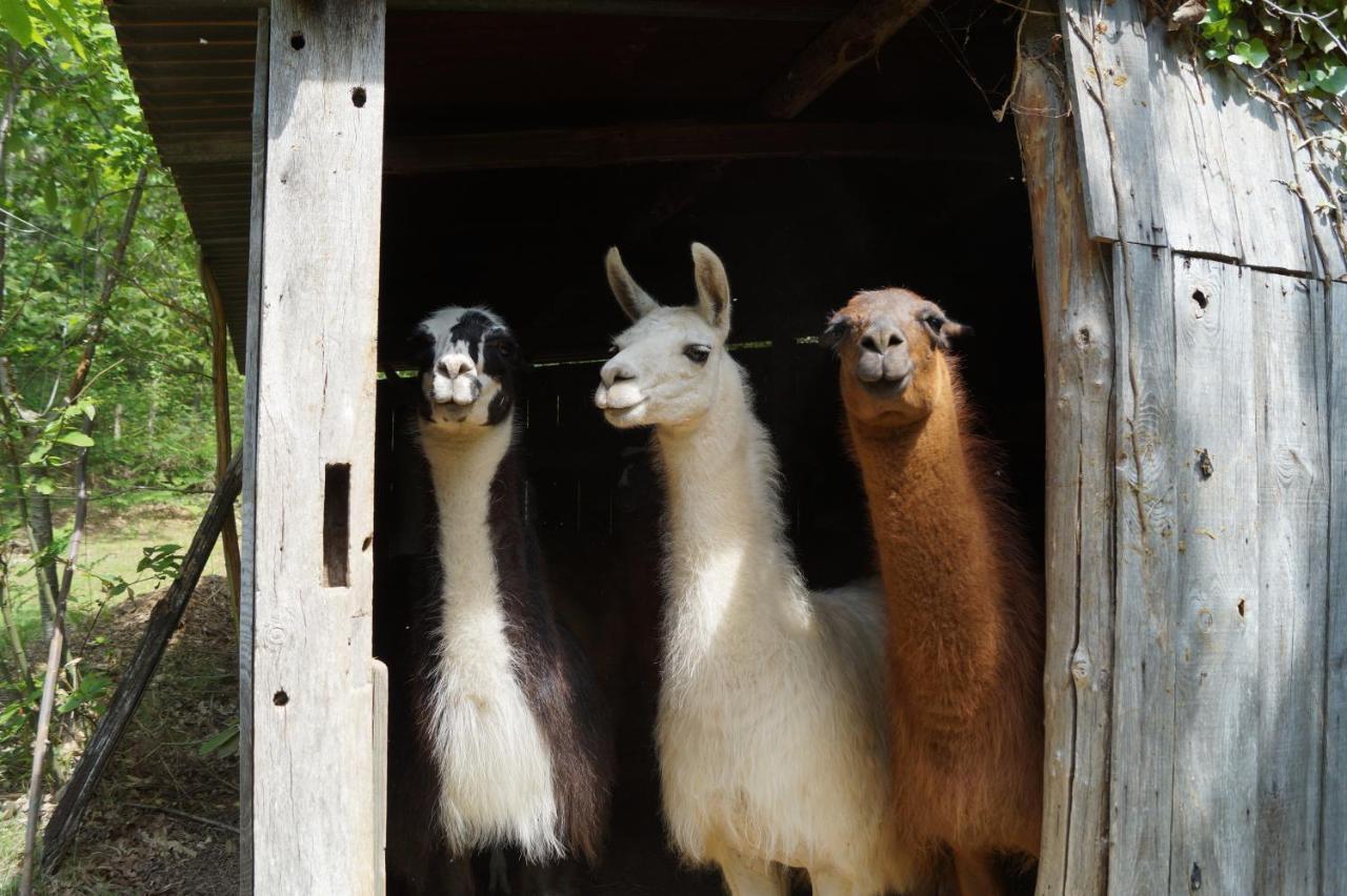 The Llama Farm France Saint-Cyr-Les-Champagnes Zewnętrze zdjęcie
