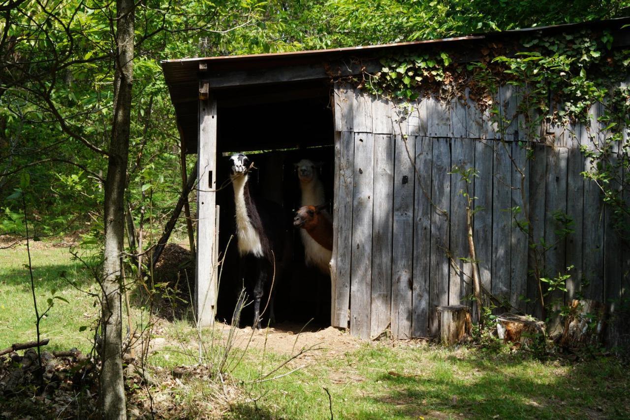 The Llama Farm France Saint-Cyr-Les-Champagnes Zewnętrze zdjęcie